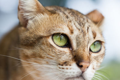 Close-up portrait of a cat