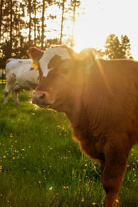 Cow standing in a field