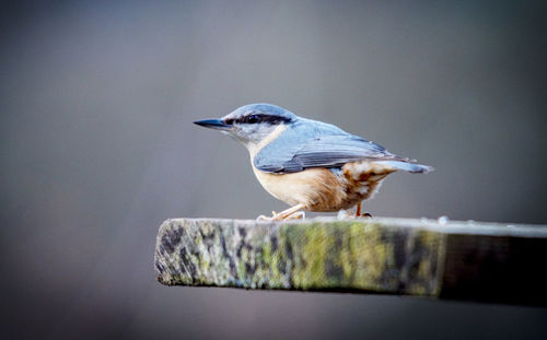 Close-up of bird perching