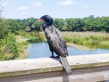 Bird perching on a lake