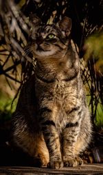 Close-up of a cat looking away