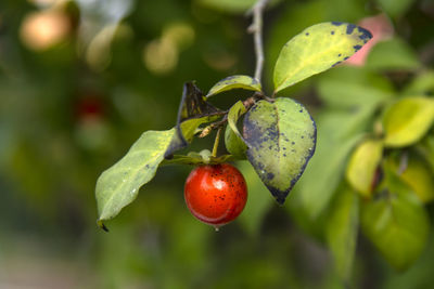 View of persimmon fruits on the tree during autumn
