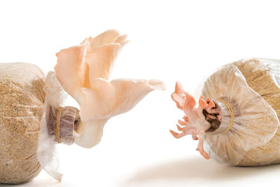 Close-up of rose against white background