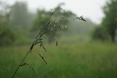 Close-up of plant on field