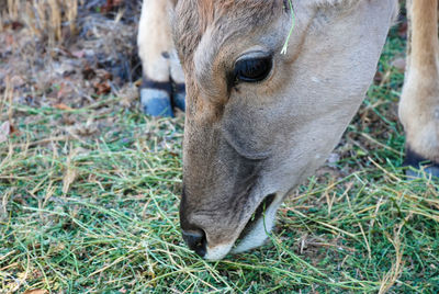 Common eland in south africa