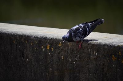 Close-up of pigeon perching on wood