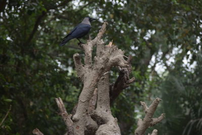 Low angle view of bird perching on tree