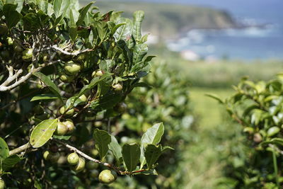 Tea plantation on sao miguel, azores