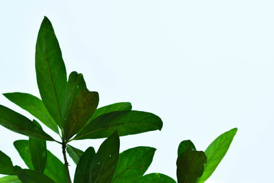 Low angle view of leaves against sky