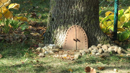 View of an animal on tree trunk in back yard