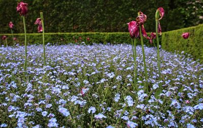 Close-up of pink flowering plants on land