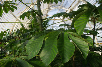 Low angle view of palm tree leaves