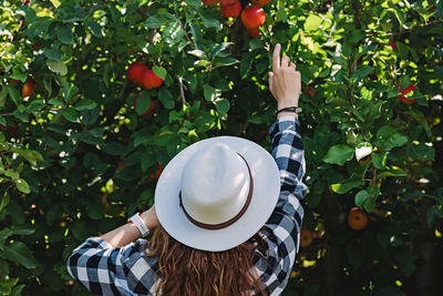 Woman in a hat taking ripe red apples from the tree. autumn harvest, countryside lifestyle person