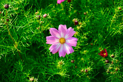 Close-up of pink cosmos flower on field