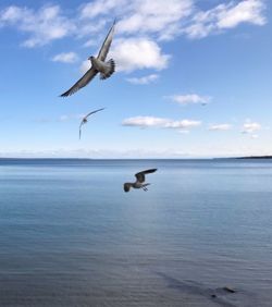 Seagull flying over sea