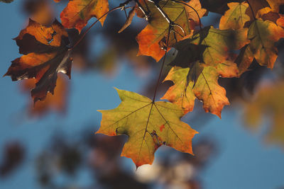 Close-up of maple leaves