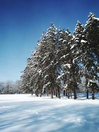 Snow covered trees against sky