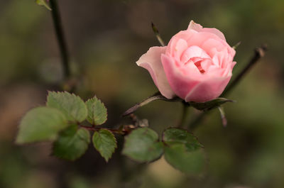 Close-up of pink rose