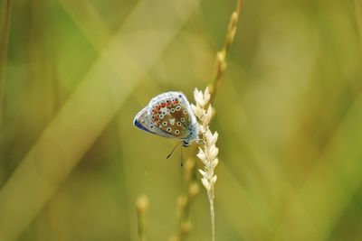 Close-up of insect on leaf