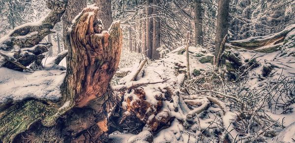 Panoramic shot of tree trunk during winter