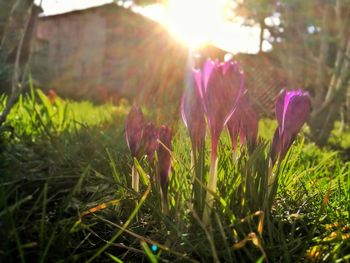 Close-up of purple crocus flowers growing in field