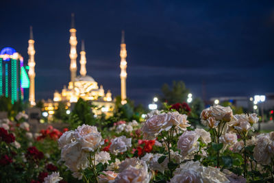 Illuminated flowering plants and building against sky