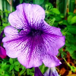 Close-up of purple flower blooming outdoors