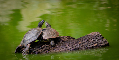 Turtle in lake