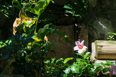 Close-up of flowers blooming outdoors