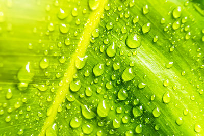 Close-up of wet leaves on rainy day