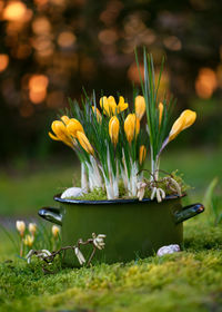 Floristic arrangement with yellow crocus flowers in an old green enamel pot in the evening garden.