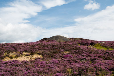 Purple flowers growing on hill against sky