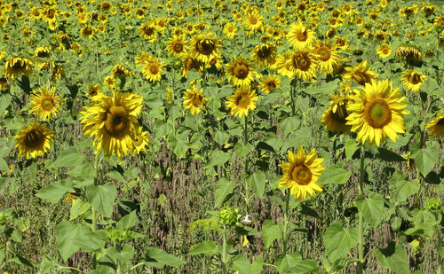 Close-up of yellow flowering plant on field