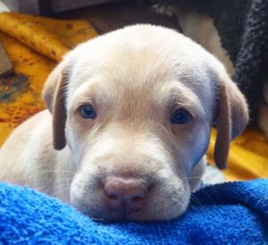 Close-up portrait of a dog