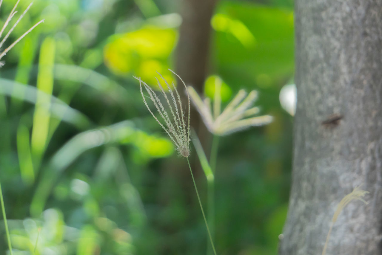 CLOSE-UP OF FRESH GREEN PLANT