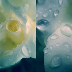 Full frame shot of water drops on leaf