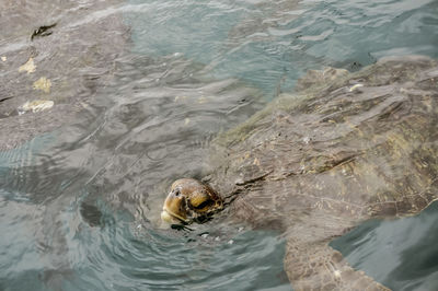 High angle view of duck swimming in lake