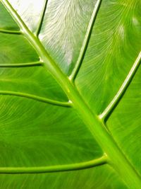 Macro shot of green leaves