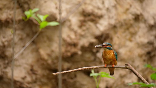 Close-up of bird perching on plant