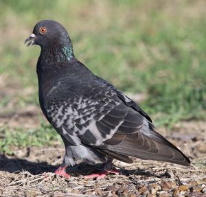 Close-up of bird perching outdoors