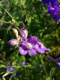 Close-up of purple flowers blooming outdoors