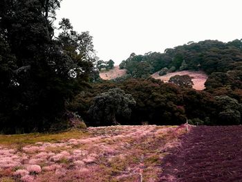 Trees and plants on land against sky