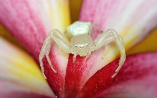 Close-up of pink flower