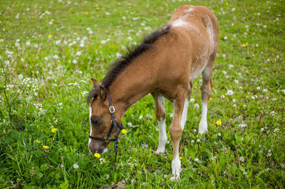 Side view of an animal on grassy field