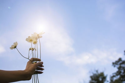 Low angle view of hand holding flowers against sky