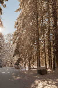 Trees on snow covered landscape