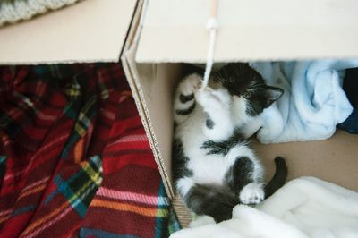 High angle view of cat sleeping