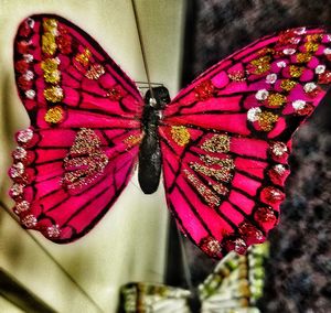 Close-up of butterfly on flower