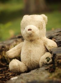 teddy bear