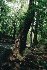 Trees in the forest